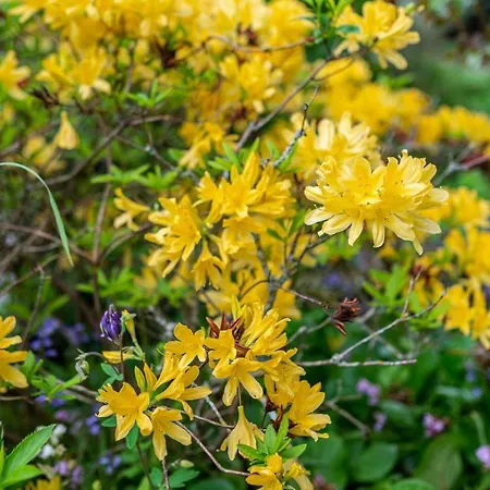 Apartamento Bergblick *