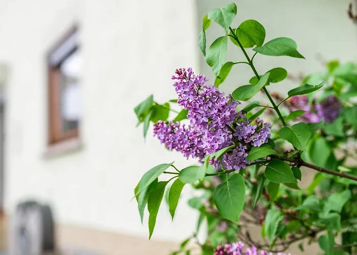 Bergblick Apartmán Forbach